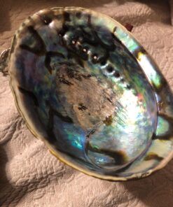 Natural Abalone (Pāua) Shell, with Stand,6-6.5 Inches,Supreme for Smudging,Cleansing Home,Meditation,Shell Crafts,Incense Holder,100% Natural, Sustainably Sourced by Ocean Shell Studios NZ 6"-6.5" 36 816rU62h9EL