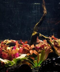 Lavish Home (72-0890) 5 Feet Sunlight Floor Lamp With Adjustable Gooseneck - Black 21 816vSMncruL