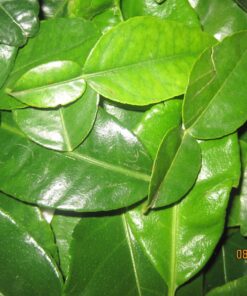 Fresh Kaffir Lime Leaves (Thai Lime Leaves) 1 Oz. ใบมะกรูด, 22 816wV2w6MHL