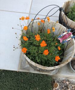 Hummingbird Nectar Wildflower Seeds Bulk Open-Pollinated Wildflower Seed Mix Packet, Non-GMO, No Fillers, Annual, Perennial Wildflower Seeds Year Round Planting - 1 oz 93 816xeMIZ1YL