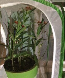 RESTCLOUD Insect and Butterfly Habitat Cage Terrarium Pop-up 24 Inches Tall with 10Pcs 10ML Floral Tubes 45 816y17bcwdL