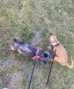 Veterinary Formula Clinical Care Antiparasitic & Antiseborrheic Medicated Dog Shampoo, 16 oz – Paraben, Dye, Soap Free – Hydrating and Antifungal Shampoo for Dogs, White 52 816yRGBUKvL