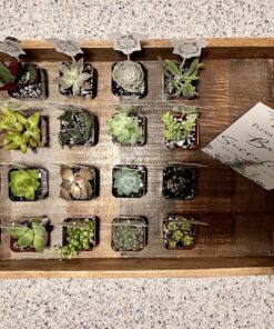 Shop Succulents Unique Succulent Plant Pack Bulk Collection - Live Mini Succulent Plants, Low Maintenance, Exceptional Colors & Textures - Wedding and Party Favors, Gift & Garden, Pack of 20 20-Pack Succulent Packs 43 8173Hh hgFL