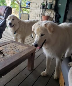 Nylabone Natural Nubz Edible Dog Chews, 22 Count 22 Pack Large - 30+ lbs. 23 8175pw3usBL