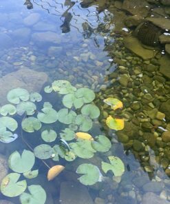 BioSafe Systems GreenClean Granular Algaecide, 20 lbs, String Algae Control for Koi Ponds, Fountains, Waterfalls, Water Features on Contact, EPA Registered 13 8176 fBjsCL