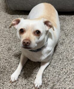 Seresto Large Dog Vet-Recommended Flea & Tick Treatment & Prevention Collar for Dogs Over 18 lbs. | 8 Months Protection 1 Pack Large Dog Only 35 8177HNd7pL