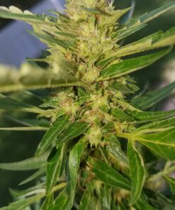 FoxFarm FX14047 2-Cubic Feet FoxFarm Happy Frog Potting Soil 2 cubic feet 16 8177ccmslL