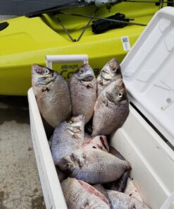 Best Marine Kayak Anchor, 3.5 Pound Anchor Kit for Kayaks, Canoes, SUP Paddle Boards & Jet Skis, Fishing, Boating & Kayaking Accessories Silver 25 8178B2ZLtsL