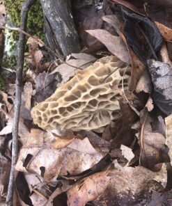 Backyard Morel Mushroom Growing Kit - MOREL HABITAT KIT ® 43 8179cf1mRZL