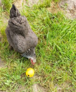 Lixit Chicken Feeder Toy (1 Pack) 1 Pack 11 817E8v ChWL