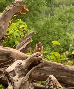 Audubon Park 12243 Critter Crunch Wild Bird and Critter Food, 15-Pounds 33 817EdjlZUZL