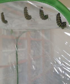 RESTCLOUD Insect and Butterfly Habitat Cage Terrarium Pop-up 24 Inches Tall with 10Pcs 10ML Floral Tubes 51 817Hh5iKeL