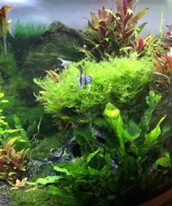 CaribSea Eco-Complete 20-Pound Planted Aquarium, Black 20 POUNDS 31 817IKarFIL