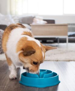 Outward Hound Fun Feeder Slo Bowl, Slow Feeder Dog Bowl, Medium/Mini, Turquoise 22 817IkRG3pFL 1