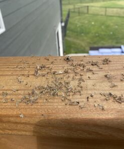 Flowtron Bug Zapper, 1 Acre of Outdoor Coverage with Powerful 40W Bulb & 5600V Instant Killing Grid, Electric Insect, Fly & Mosquito Zapper, Made in The USA 34 817Is80L eL