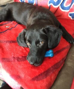 Nylabone Power Chew Toys Variety Triple Pack - Dog Toys for Aggressive Chewers - Indestructible Dog Bones for Small Dogs - Chicken, Bacon & Peanut Buter Flavors, Small/Regular (3 Count) Small up to 25 lbs. 41 817J0wmTVeL