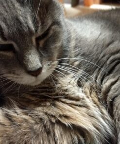 Skout’s Honor Professional Strength Odor Eliminator 21 817M8e7EexL