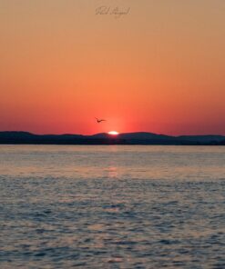 Nikon D500 DX-Format Digital SLR (Body Only), Base 64 817PmPeJNdL