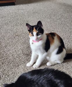 PetSafe SlimCat Meal-Dispensing Cat Toy, Great for Food or Treats, Blue, for All Breed Sizes 24 817RK66BdUL