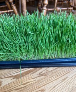 Hard Red Winter Wheat Berries | 5 LBS | Family Farmed in Washington State | Non-GMO Project Verified | 100% Non-Irradiated | Certified Kosher Parve | Field Traced | Burlap Bag 5 Pound (Pack of 1) 39 817Ty1K16NL