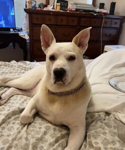 Zodiac Flea & Tick Powder for Dogs, Puppies, Cats & Kittens beige Small 12 817UdMGxy8L