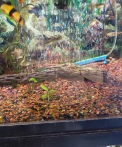 SunGrow Cholla Wood for Shrimps, Dried Husk of Cholla Cactus, Aquarium or Home Decor for Hermit Crabs, Pleco, 3 Pieces per Pack (3 Pieces, 6 inches) 29 817V9WPqmL