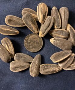 DAVID Seeds Original Salted and Roasted Jumbo Sunflower Seeds, Keto Friendly Snack, 5.25 OZ Bags, 12 Pack 5.25 Ounce (Pack of 12) 29 817Xeghu9L