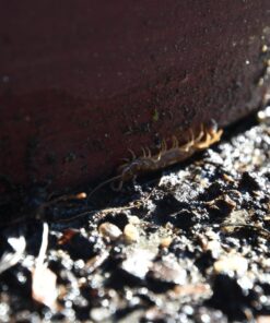 Nikon D500 DX-Format Digital SLR with 16-80mm ED VR Lens Black 79 817XqLWPqoL