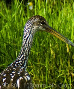 Big Mike’s High-Power 500mm/1000mm f/8 Manual Telephoto Lens for Nikon DSLR, Black 58 817YIBXuUlL