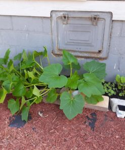 22,000 Non GMO Heirloom Vegetable Seeds, Survival Garden, Emergency Seed Vault, 34 VAR, Bug Out Bag - Beet, Broccoli, Carrot, Corn, Basil, Pumpkin, Radish, Tomato, More 41 817Yu0OG35L