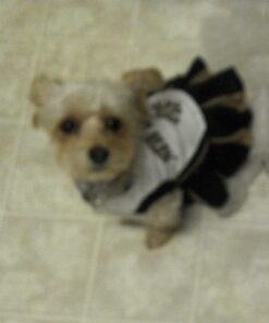 Purina Beneful High Protein, Gravy Wet Dog Food Variety Pack, Prepared Meals Stew - (6) 10 oz. Tubs 6.00 Ounce (Pack of 10) 27 817ZcCp RKL