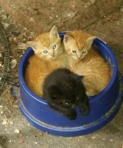 K&H Pet Products Thermal-Bowl Outdoor Heated Dog Bowl Blue 96 Ounces 40 817eUfzLqHL