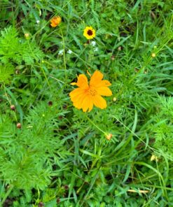 Eden Brothers Southeast Wildflower Mixed Seeds for Planting, 1 lb, 480,000+ Seeds with Cornflower, Blanket Flower | Attracts Pollinators, Plant in Spring or Fall, Zones 3, 4, 5, 6, 7, 8, 9, 10 1 Pound 45 817h3UEPxdL