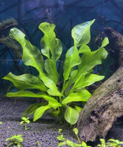 Aponogeton Ulvaceus Bulb - Aquarium Plant for Aquariums with temperatures Under 72F 35 817jZcwcfL