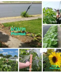 BIG PACK - (1,000+) SUNFLOWER Sunny Sun Flower CRAZY MIX flower Seeds - Non-GMO 30 817oMFfY4zL