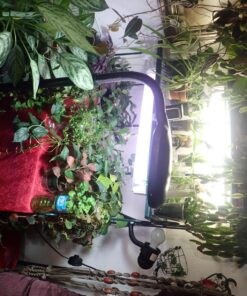 Lavish Home (72-0890) 5 Feet Sunlight Floor Lamp With Adjustable Gooseneck - Black 26 817pGddb0L