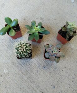 Shop Succulents | Cactus & Succulent Collection of Live Plants, Hand Selected Variety Pack of Cacti and Mini Succulents | Collection of 9 Standard Box 21 817pqsMl5QL
