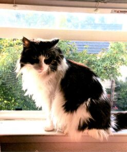 Canon PIXMA G4210 Wireless All-In-One Supertank (Megatank) Printer, Copier, Scan, Fax and ADF with Mobile Printing, Black, One Size (2316C002) 29 817s obihLL