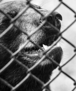 Nikon AF-S FX NIKKOR 80-400mm f.4.5-5.6G ED Vibration Reduction Zoom Lens with Auto Focus for Nikon DSLR Cameras Lens Only 41 817vFE WIL