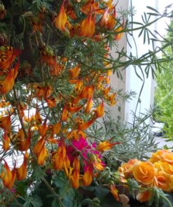 Jobe's, Fertilizer Spikes, All-Purpose, 50 Count, Flowers, Trees, Fruit, Nut, Shrubs, Vegetables 50 Spikes All Purpose 18 817zSJecA4L