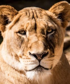 Sigma 150-600mm 5-6.3 Sports DG OS HSM Lens for Canon Canon SLR Mount US Version 115 8189r6Mc1L