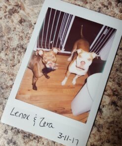 Fujifilm Instax Mini Instant Film, 10 Sheets of 5 Pack × 2 (100 Sheets) 45 818B5mVzYUL