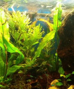 DIY CO2 Generator System Kit with Pressure Gauge Air Flow Adjustment Valve - Pressurized CO2 Kit for Aquarium Plants Tube Valve for Bottle - CO2 Regulator Aquarium for CO2 Diffuser - Grow System 40 818FnO2FS1L