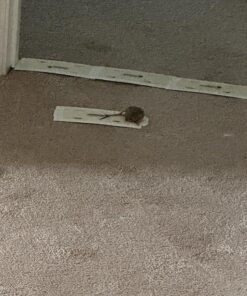 Catchmaster Mouse and Insect Glue Boards, 75-Pack Mouse Traps Indoor for Home, Sticky Pest Control Adhesive for Catching Bugs, Rats & Rodents, Non Toxic Bulk Glue Traps Standard 31 818GOeLlG4L