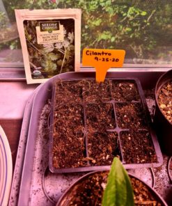 Seeds of Change 1728 Cilantro, Green 30 818HOaKM7dL