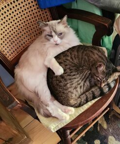 Seresto Large Dog Vet-Recommended Flea & Tick Treatment & Prevention Collar for Dogs Over 18 lbs. | 8 Months Protection 1 Pack Large Dog Only 33 818ISLVgcgL