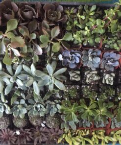 Succulent Assorted Pack- Perfect for Weddings, Party Favors, Home Gardens, and Social Events by Jiimz (15 Pack) 57 818IWtVa5HL