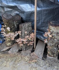 100 Shiitake 100 Mushroom Plug Spawn Edible Mycelium Plugs 44 818JuGGQHIL
