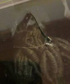 Cthulhu: The Ancient One Tribute Box Novelty Book, August 16, 2016 36 818MWSamflL