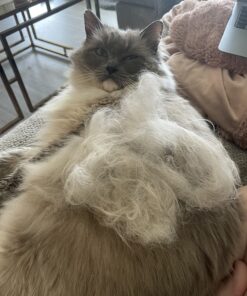 Coastal Pet Safari Cat Shedding Comb - Prevents Hairballs - Daily-Use Cat Deshedding Brush - For Cats with Short and Long Hair - One Size 29 818T6QnE rL